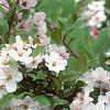 Malus 'Prairie Maid', flowers