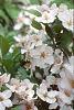Malus 'Prairie Maid', flowers