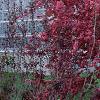 Malus 'Prairifire', habit