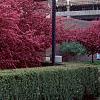 Malus 'Prairifire', habit