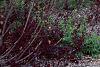 Malus 'Prairifire', habit
