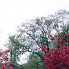 Malus 'Prairifire', habit