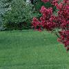 Malus 'Prairifire', habit