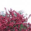 Malus 'Prairifire', habit