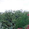 Malus 'Prairifire', habit