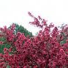 Malus 'Prairifire', habit