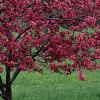Malus 'Prairifire', habit