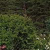 Malus 'Prairifire', habit