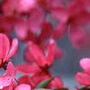 Malus 'Prairifire', flowers