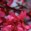 Malus 'Prairifire', flowers