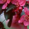 Malus 'Prairifire', flowers