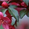 Malus 'Prairifire', flowers