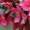 Malus 'Prairifire', flowers