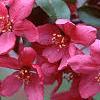 Malus 'Prairifire', flowers
