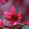 Malus 'Prairifire', flowers