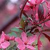 Malus 'Prairifire', flowers