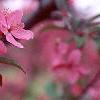 Malus 'Prairifire', flowers