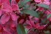 Malus 'Prairifire', flowers