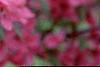Malus 'Prairifire', flowers