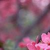 Malus 'Prairifire', flowers