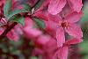 Malus 'Prairifire', flowers