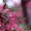 Malus 'Prairifire', flowers