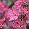 Malus 'Prairifire', flowers