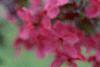 Malus 'Prairifire', flowers