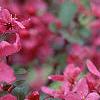 Malus 'Prairifire', flowers