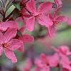 Malus 'Prairifire', flowers