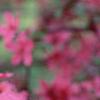 Malus 'Prairifire', flowers