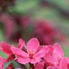Malus 'Prairifire', flowers