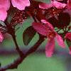 Malus 'Prairifire', flowers