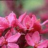 Malus 'Prairifire', flowers