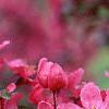Malus 'Prairifire', flowers