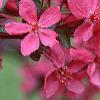 Malus 'Prairifire', flowers