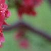 Malus 'Prairifire', flowers