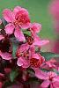 Malus 'Prairifire', flowers