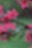 Malus 'Prairifire', flowers