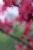 Malus 'Prairifire', flowers