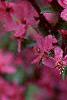 Malus 'Prairifire', flowers