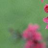 Malus 'Prairifire', flowers