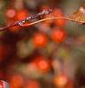 Malus 'Red Jade', fruit