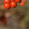 Malus 'Red Jade', fruit
