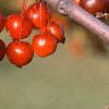 Malus 'Red Jade', fruit