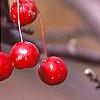 Malus 'Red Jade', fruit