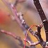 Malus 'Red Jade', fruit