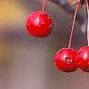 Malus 'Red Jade', fruit