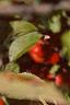 Malus 'Ralph Shay', fruit