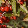 Malus 'Ralph Shay', fruit